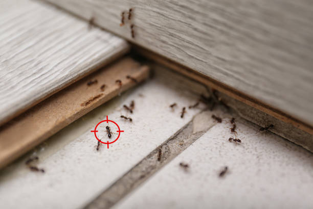 Professional Pest Control in Larchmont, NY