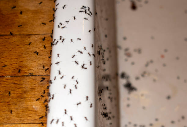 Best Spider Control Near Me  in Larchmont, NY