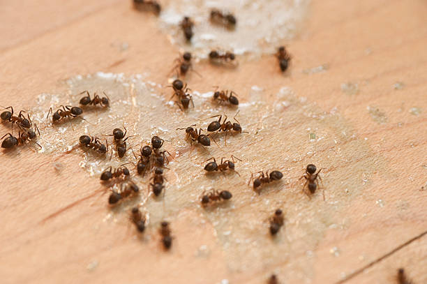 Wildlife Control Services in Larchmont, NY